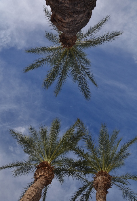 palm trees